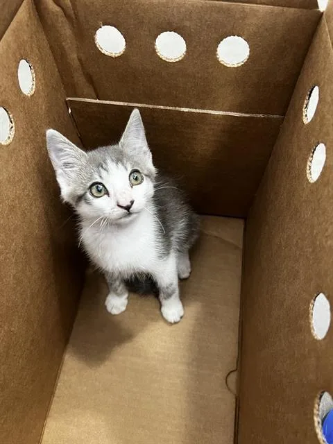 A baby medium-sized male Domestic Medium Hair cat named Lui for adoption in Dallas, TX
