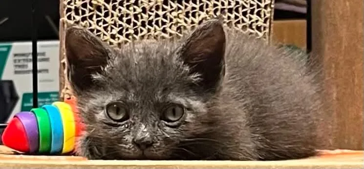 A baby medium-sized female Domestic Short Hair cat named Tinkerbell for adoption in Hoover , AL
