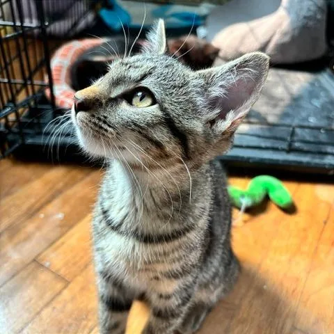 A baby small-sized male Domestic Short Hair cat named Sardine for adoption in Gibsonia, PA