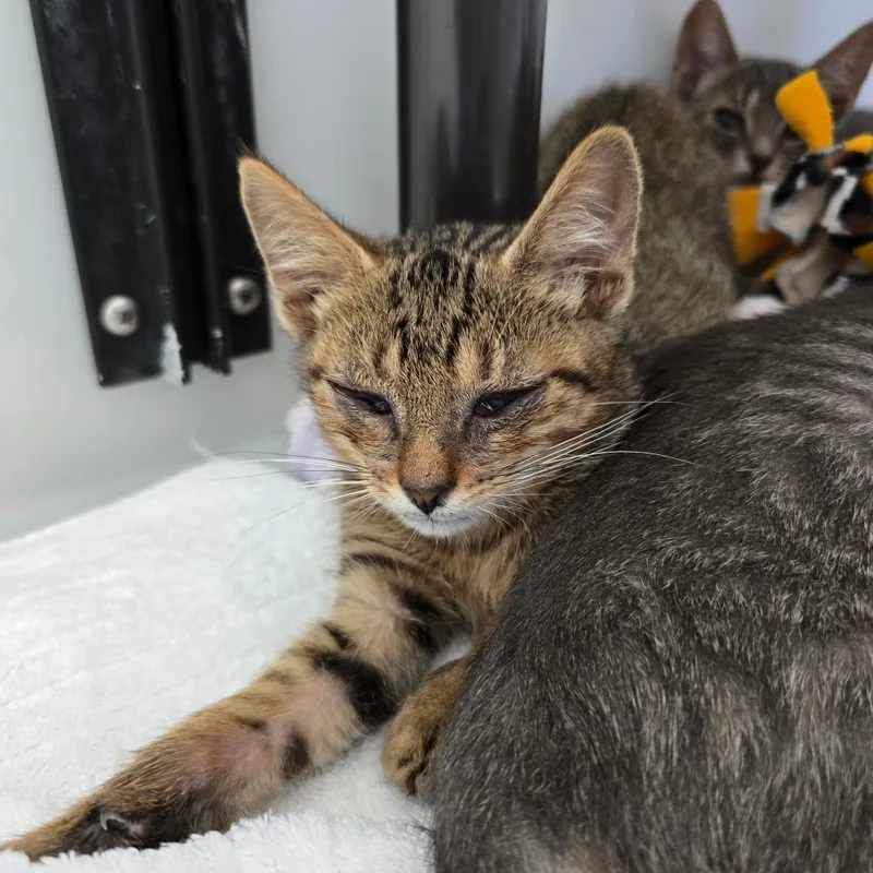 A baby small-sized male Brown / Chocolate Domestic Short Hair cat named Frank for adoption in Naples, FL