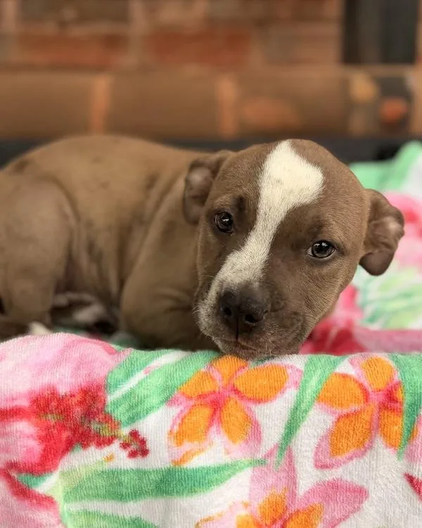 A baby small-sized female Pit Bull Terrier dog named Cookie for adoption in Canton, GA