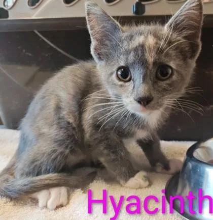 A young medium-sized female Domestic Short Hair cat named Hyacinth for adoption in Kansas City, MO