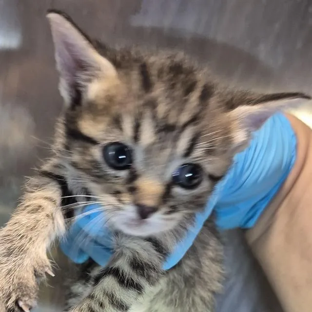 A baby small-sized female Domestic Short Hair cat named Crackle for adoption in San Antonio, TX