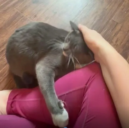 Smokey Joe thumbnail 6