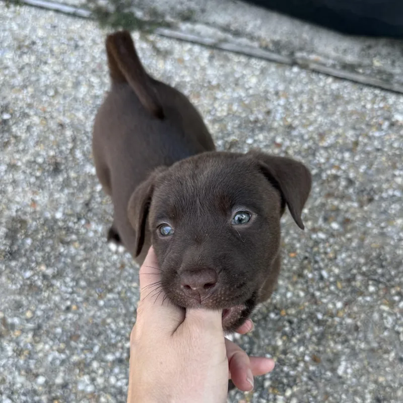 A baby medium-sized female Brown / Chocolate Labrador Retriever dog named Jambalaya for adoption in New Orleans, LA
