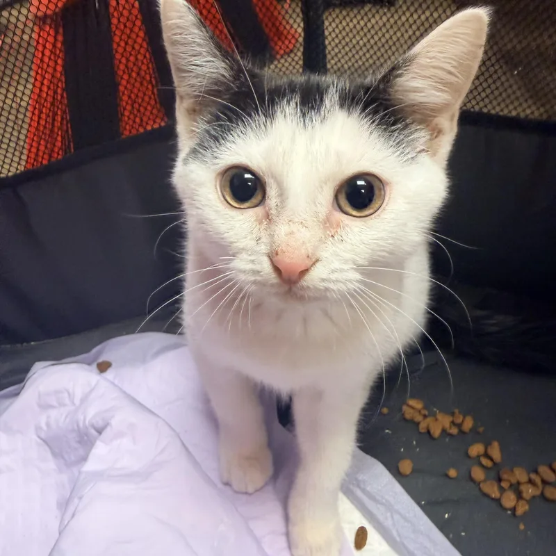 A baby small-sized female Black & White / Tuxedo Domestic Short Hair cat named Dolly for adoption in Bellmawr, NJ