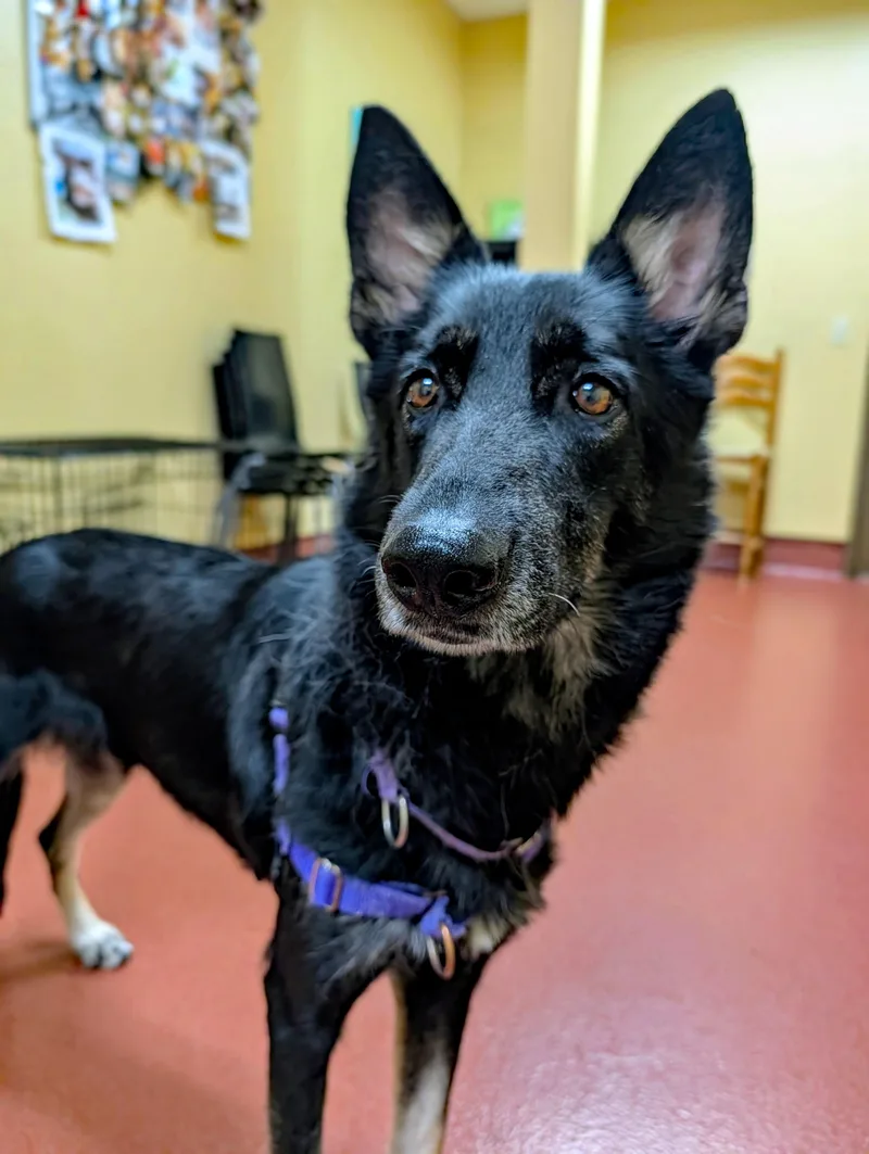 An adult medium-sized female Black German Shepherd Dog dog named Nyx for adoption in Accident, MD