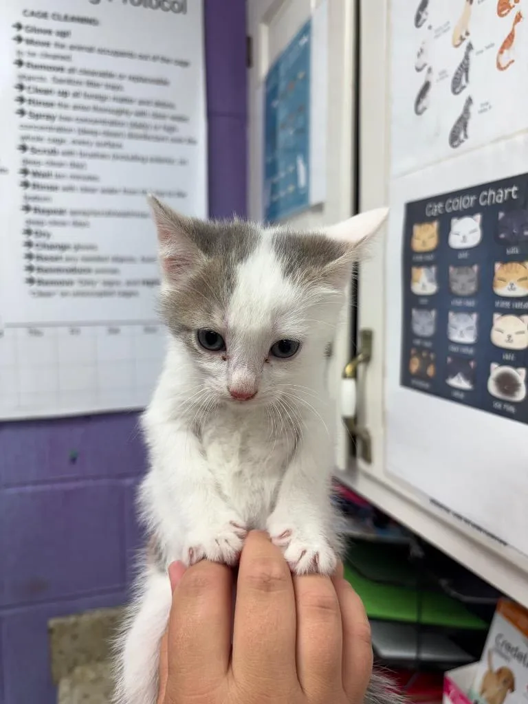 A baby small-sized female Domestic Short Hair cat named Trixey for adoption in Lavonia, GA