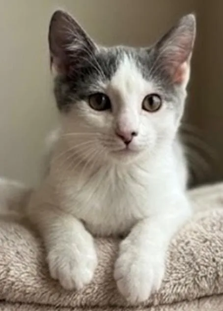 A baby medium-sized female Domestic Short Hair cat named Taylor Swift for adoption in Davis, CA