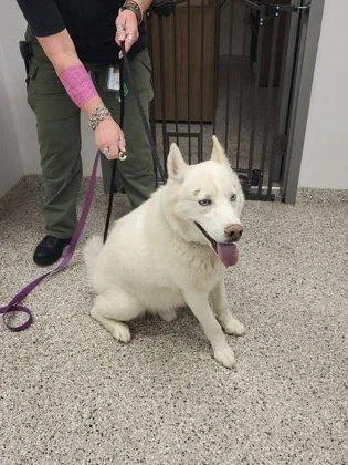 An adult large-sized male Siberian Husky dog named Falkro for adoption in Gastonia, NC