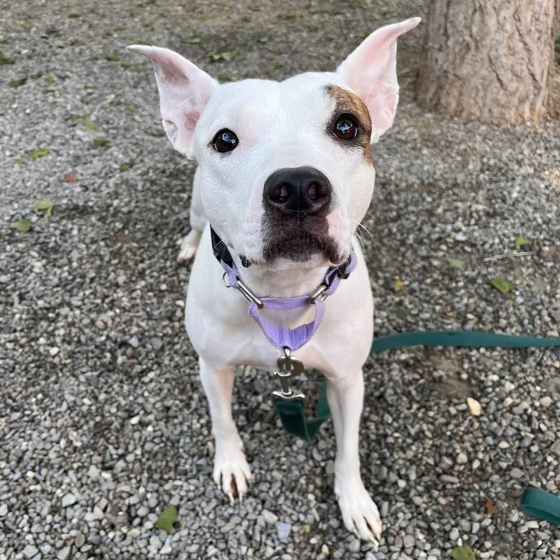 An adult medium-sized female Mixed Breed dog named Ruby for adoption in Fairport, NY
