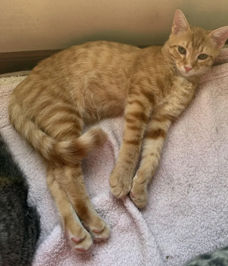 A baby small-sized male Domestic Short Hair cat named Ramesses for adoption in Williamsville, NY