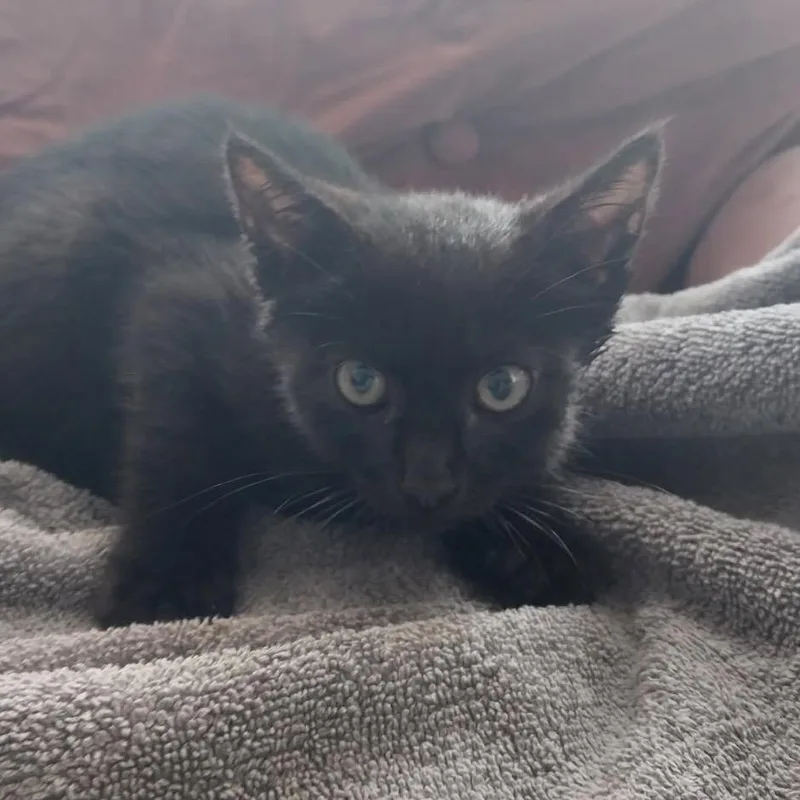 A baby small-sized female Black American Shorthair cat named Trash for adoption in Newberg, OR