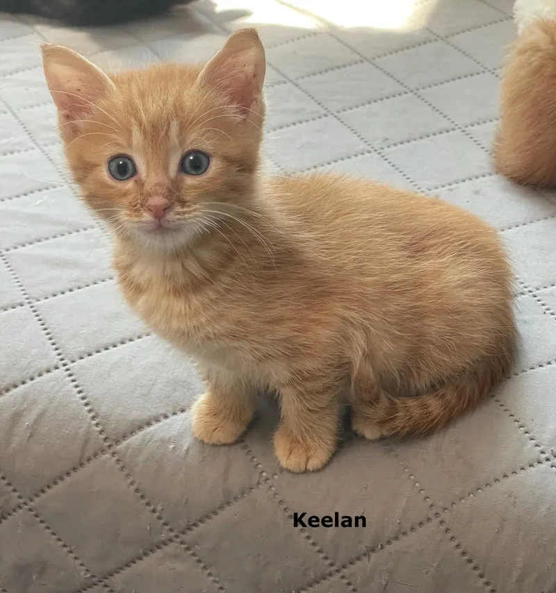 A baby medium-sized male Orange / Red Domestic Short Hair cat named Keelan for adoption in Buford, GA
