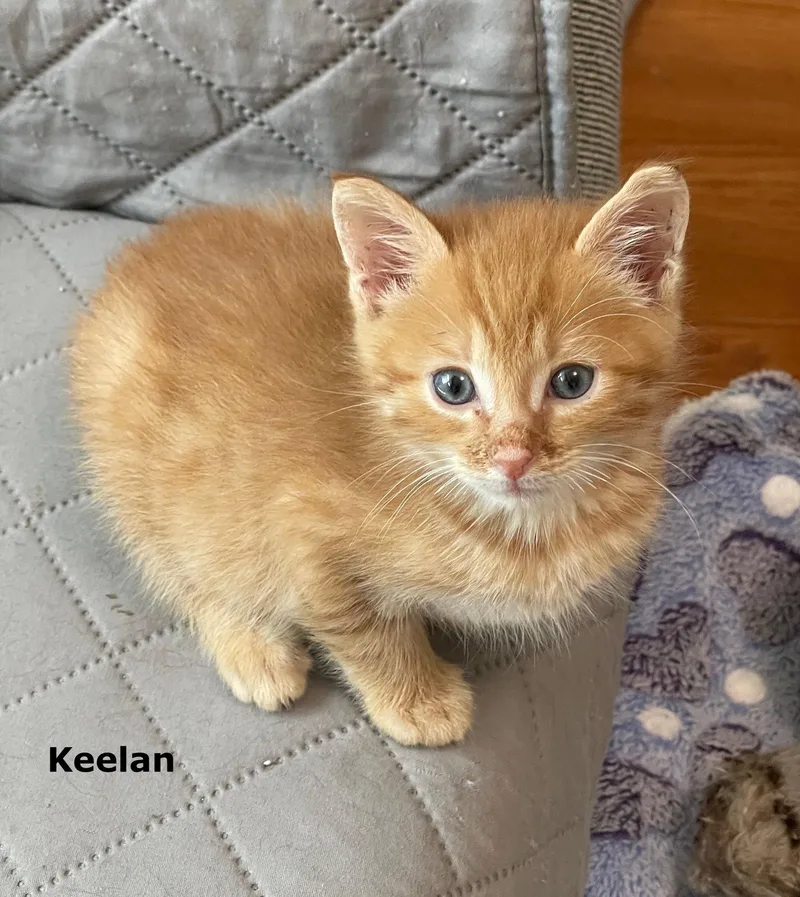 Keelan thumbnail 2