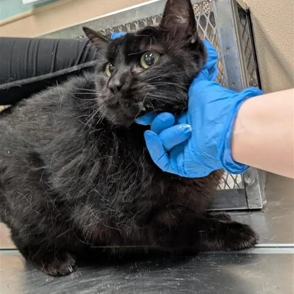 A young extra large-sized female Black Domestic Short Hair cat named Cassie for adoption in Tacoma, WA