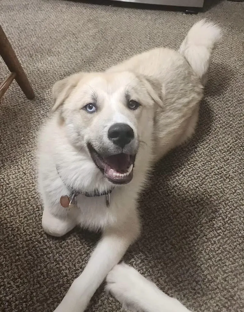 A young extra large-sized male White / Cream Great Pyrenees dog named Bailey for adoption in Pittsburgh, PA