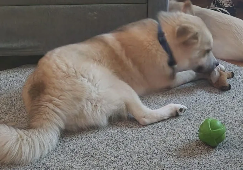 Bailey thumbnail 2