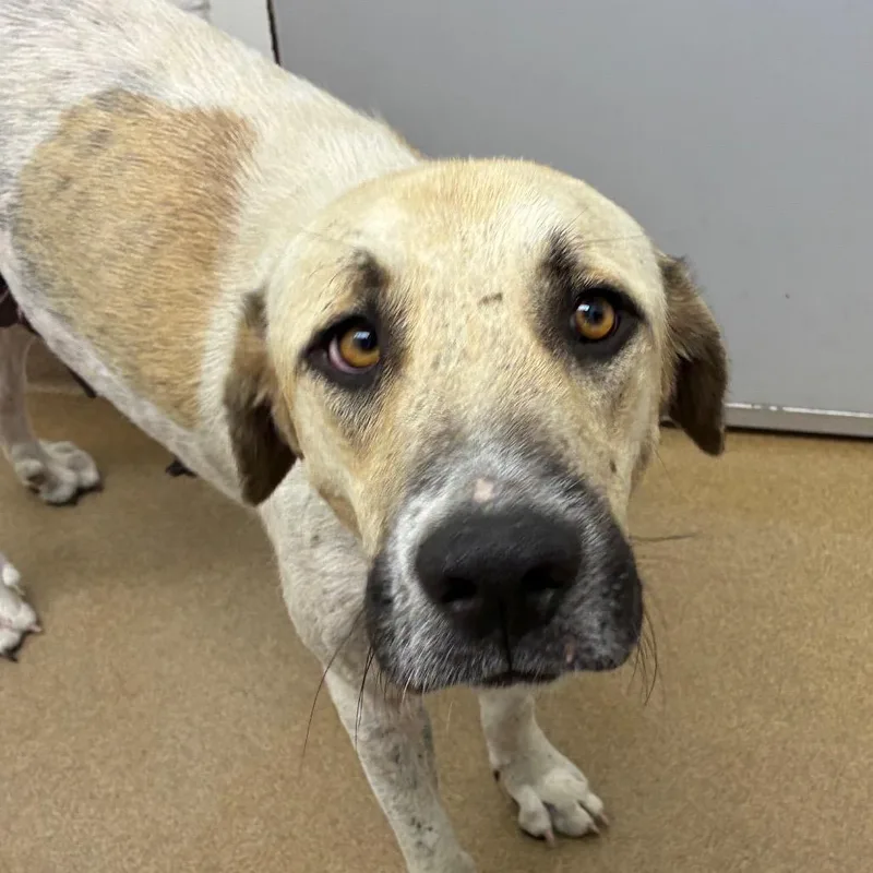 An adult large-sized female White / Cream Great Pyrenees dog named Moo Meadows for adoption in Corpus Christi, TX