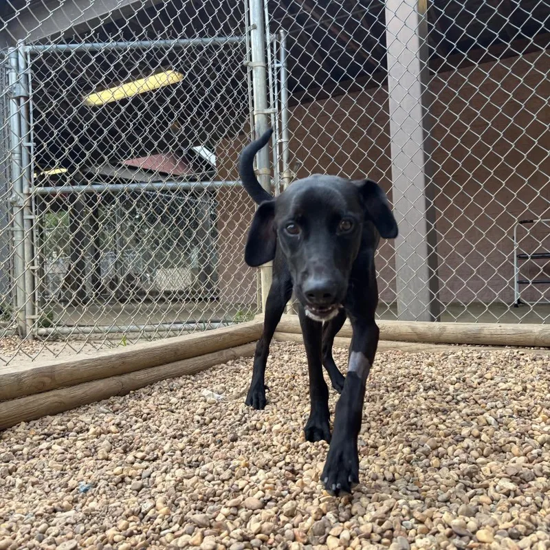 A young medium-sized male Black Labrador Retriever dog named Julius for adoption in Birmingham, AL