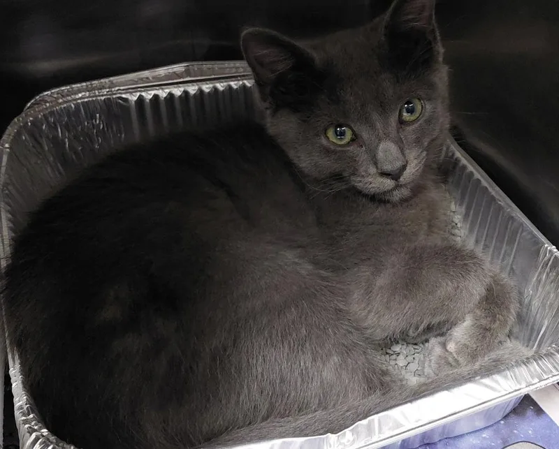 A baby small-sized male Domestic Short Hair cat named Grayson for adoption in Henderson, NC