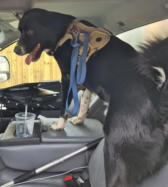 An adult large-sized male Akita dog named Yuri for adoption in San Antonio, TX