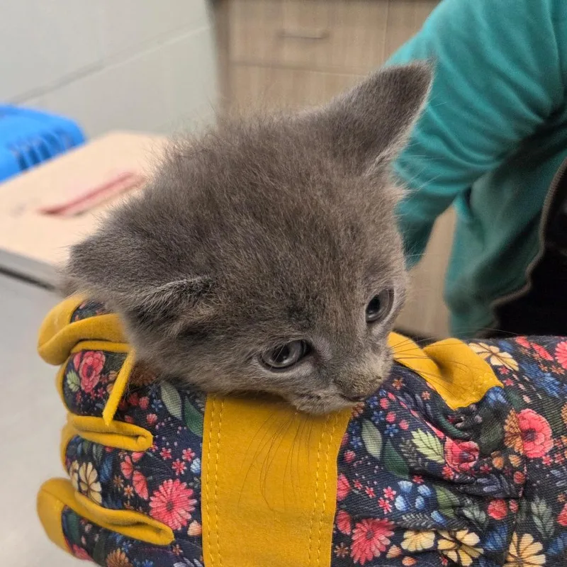 A baby small-sized male Gray / Blue / Silver American Shorthair cat named Henry for adoption in Chattanooga, TN