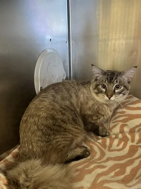 An adult large-sized male Domestic Medium Hair cat named Dexter for adoption in Gardena, CA