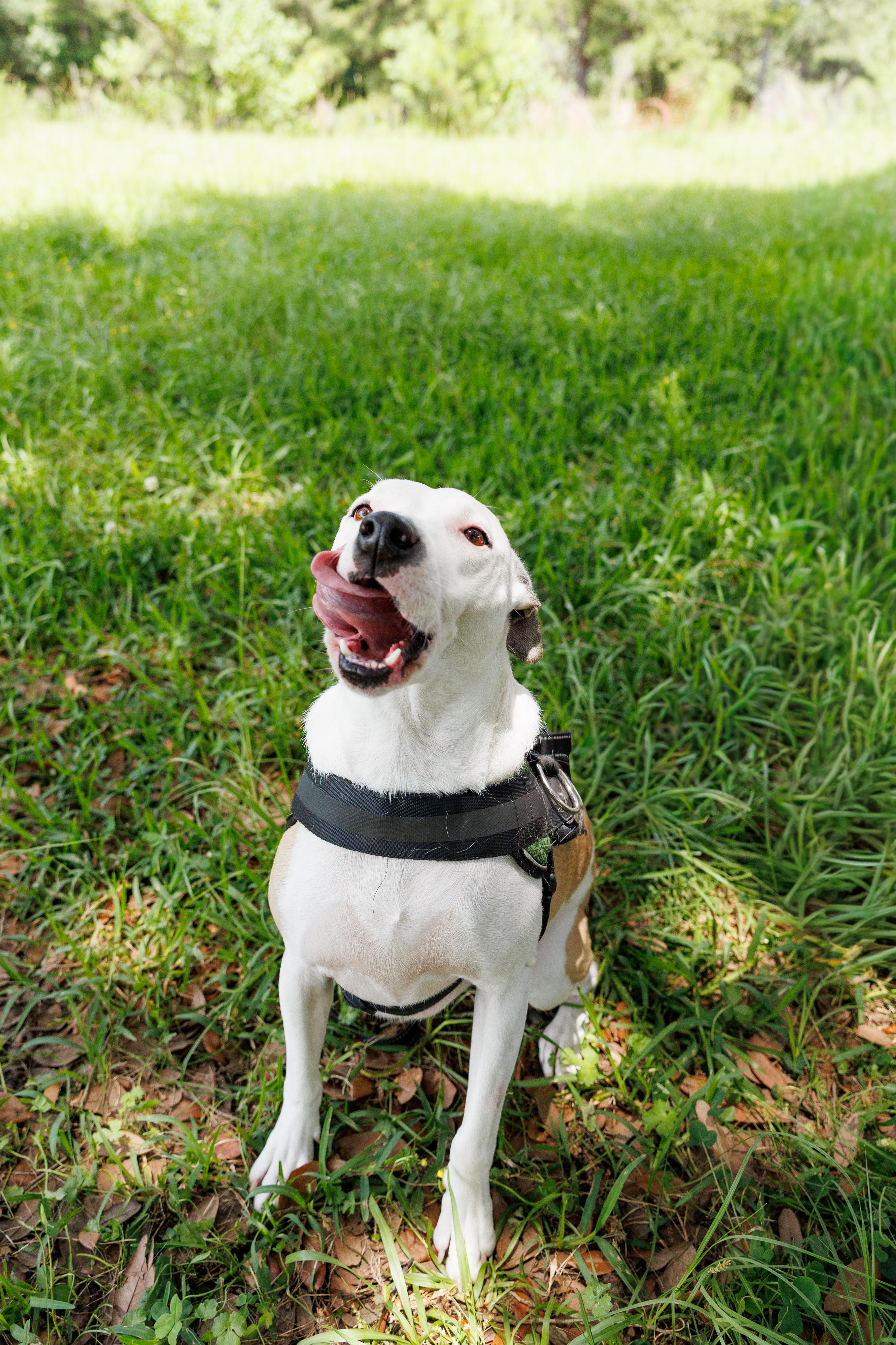 An adult medium-sized female Terrier dog named Monica for adoption in Picayune, MS