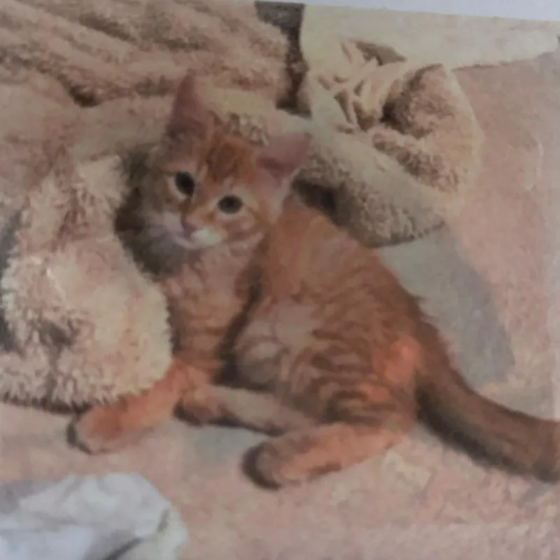 A young medium-sized male Orange & White Domestic Medium Hair cat named Pippi for adoption in Wheat Ridge, CO