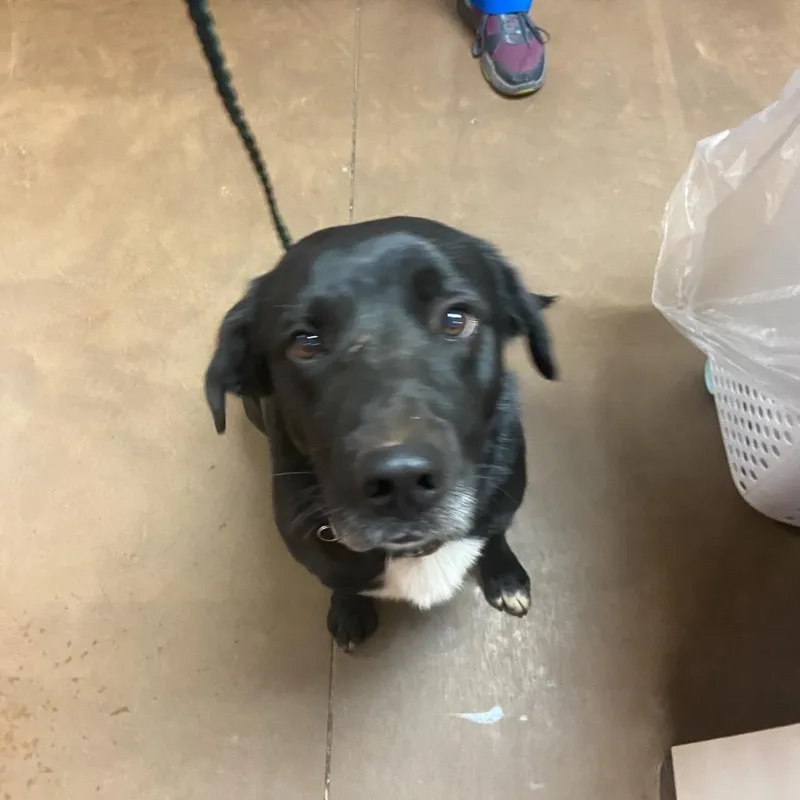 An adult medium-sized male Labrador Retriever dog named Dude for adoption in Flagstaff, AZ