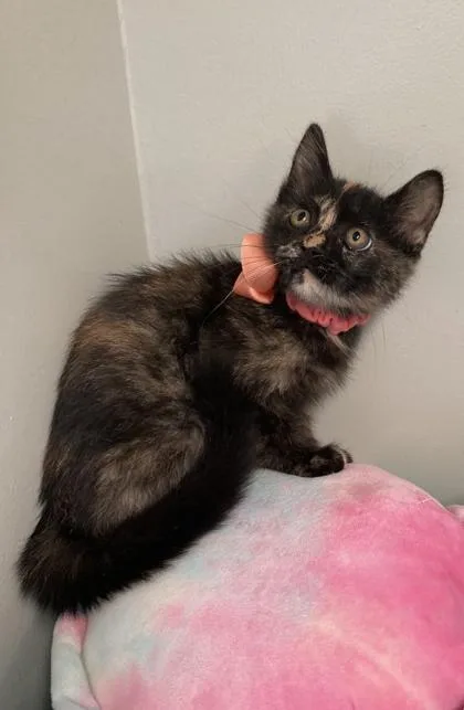 Kit Kat