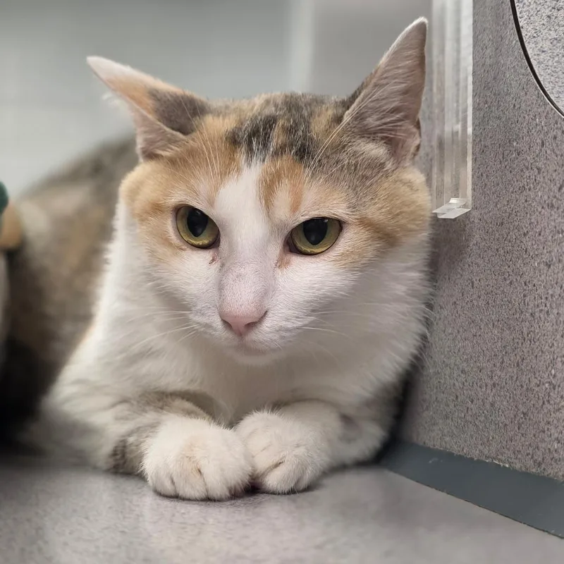A young medium-sized female Calico Domestic Short Hair cat named Shannon for adoption in Huntsville, AL