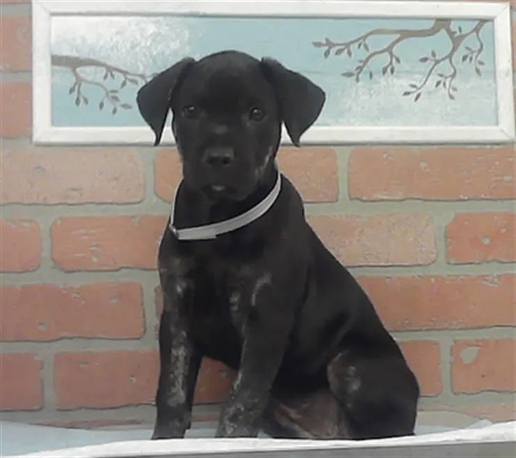 A baby small-sized female Staffordshire Bull Terrier dog named Paraguay for adoption in Houston, TX