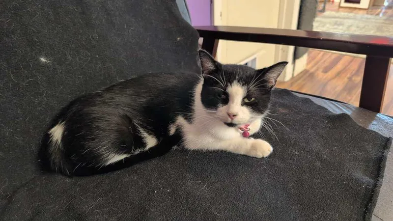 An adult medium-sized female Black & White / Tuxedo Domestic Short Hair cat named Honee Bear for adoption in Kalamazoo, MI
