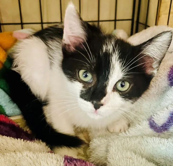 A baby small-sized female Domestic Short Hair cat named Hestia for adoption in Santa Cruz, CA