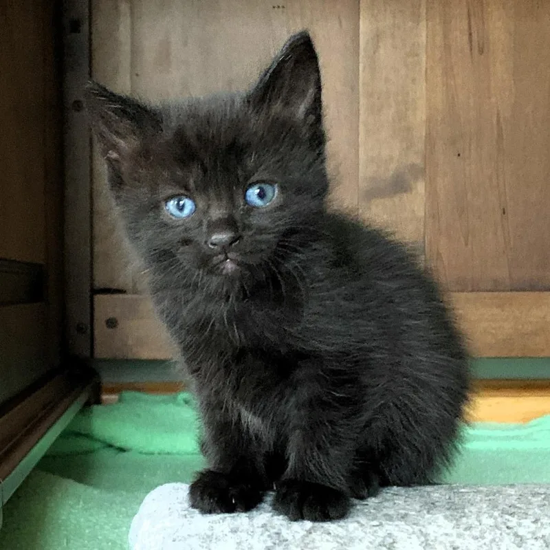 A baby small-sized female Black Domestic Short Hair cat named Miss Skitters for adoption in Michigan City, IN