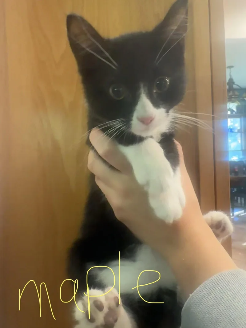 A baby small-sized male Black & White / Tuxedo Domestic Short Hair cat named C Litter Maple for adoption in Livonia, MI