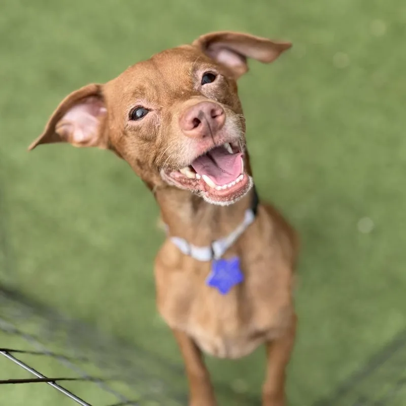 An adult small-sized male Brown / Chocolate Chihuahua dog named Dorito for adoption in San Francisco, CA