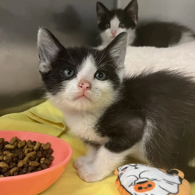 A baby small-sized male Black Domestic Short Hair cat named Juice for adoption in Los Angeles, CA