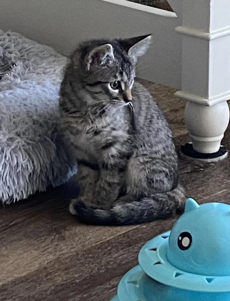 Hannah Solo thumbnail 2