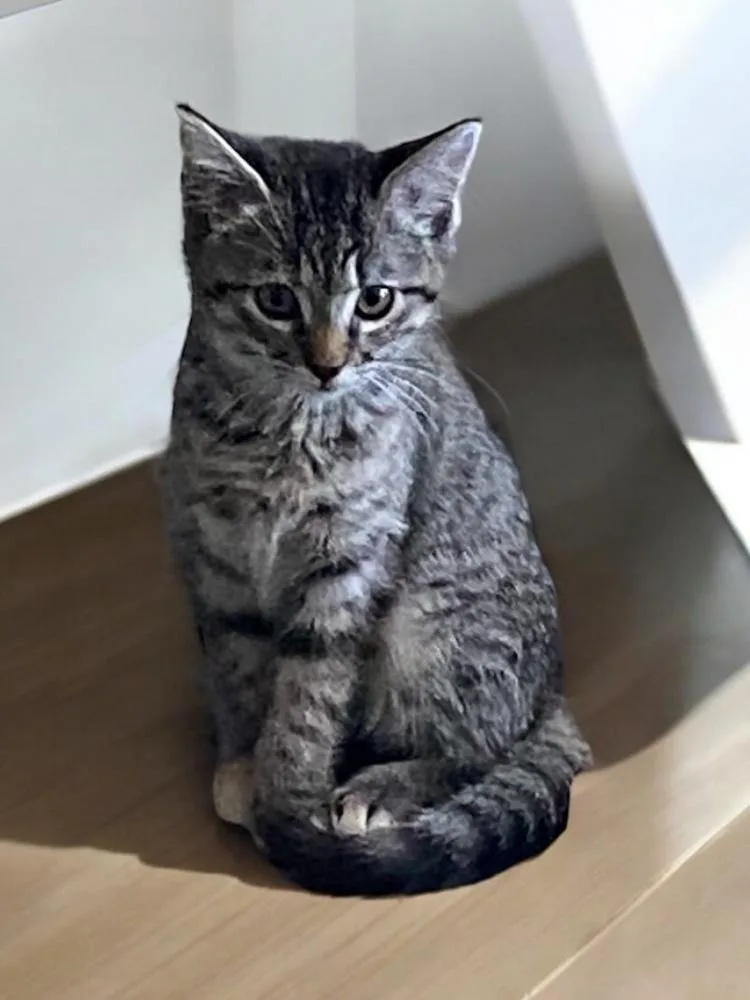 Hannah Solo thumbnail 4