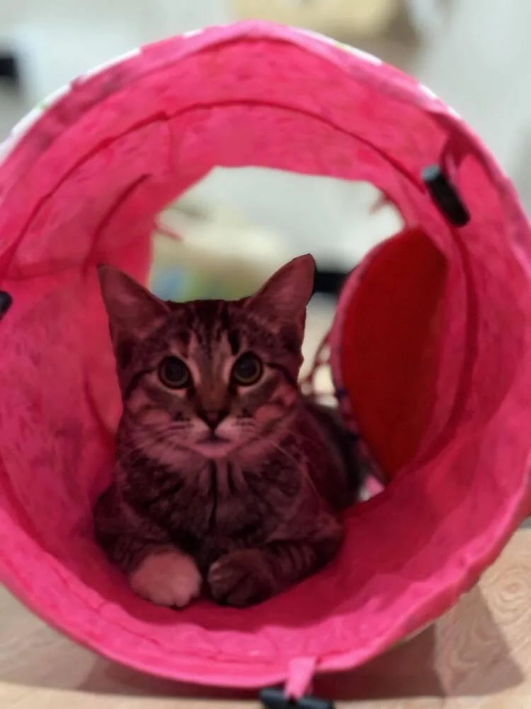 Hannah Solo thumbnail 5