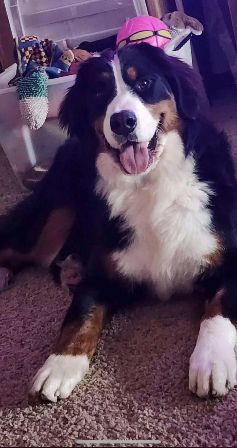 A young extra large-sized male Tricolor (Brown, Black, & White) Bernese Mountain Dog dog named Max for adoption in Westville, IN