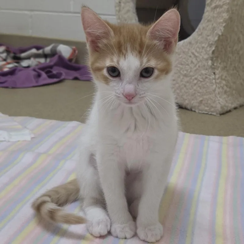A baby medium-sized male Orange / Red Domestic Short Hair cat named Martian for adoption in Plover, WI