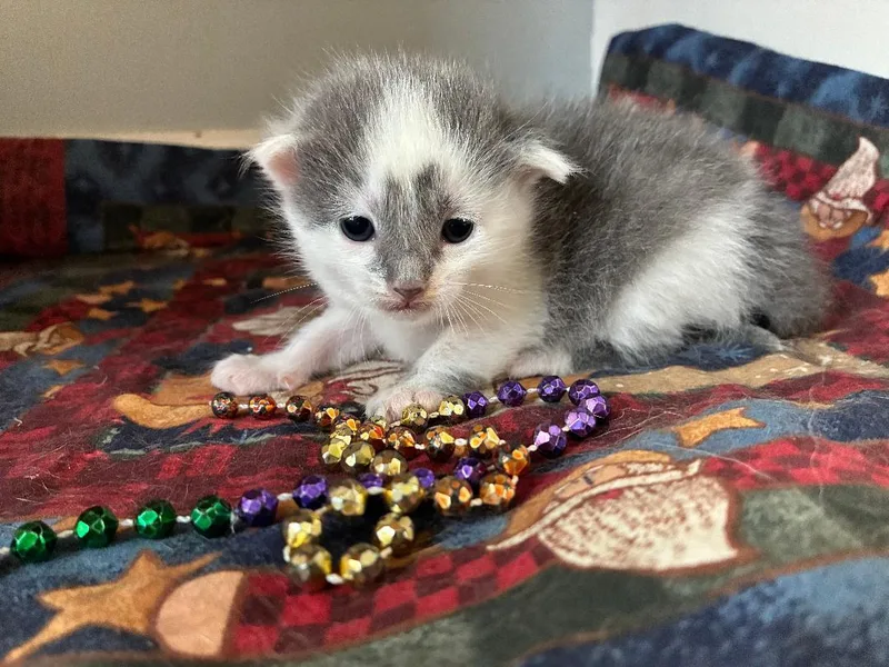 A baby medium-sized female Gray & White Domestic Short Hair cat named Kennedy for adoption in Omaha, NE