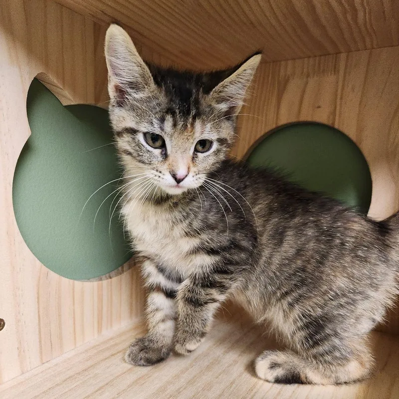 A baby medium-sized female Domestic Short Hair cat named Mrs. Puff for adoption in Liberty, MO