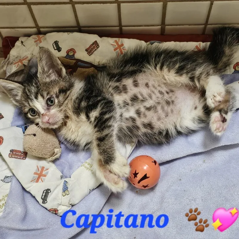 A young small-sized male Brown / Chocolate Domestic Short Hair cat named Capitano for adoption in Westminster, CA