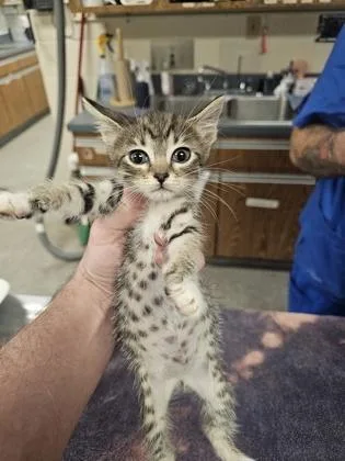 A baby small-sized female Domestic Short Hair cat named Screech for adoption in Gainesville, FL