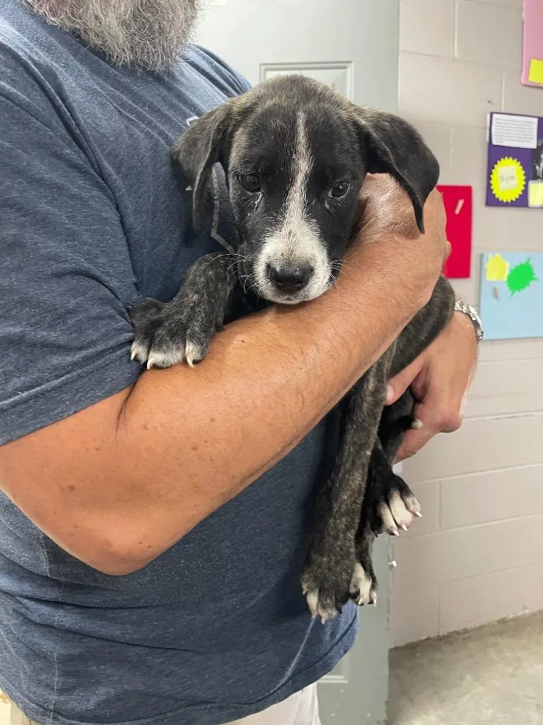 A baby medium-sized male Mixed Breed dog named Terry for adoption in Murray, KY